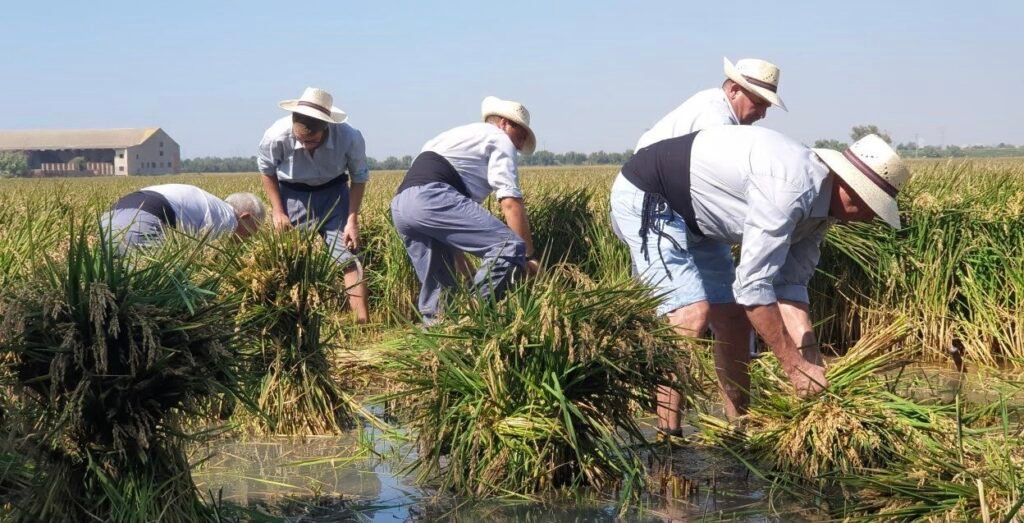A group of workers doing the labor of collecting the rice from the fields of La Albufera, Valencia, home of the famous Paella