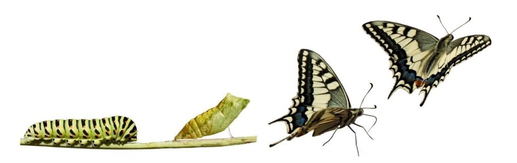 A real example of Catharsis, the evolution of the Caterpillar